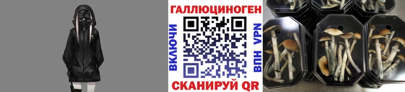 Псилоцибиновые грибы GOLDEN TEACHER  Райчихинск 